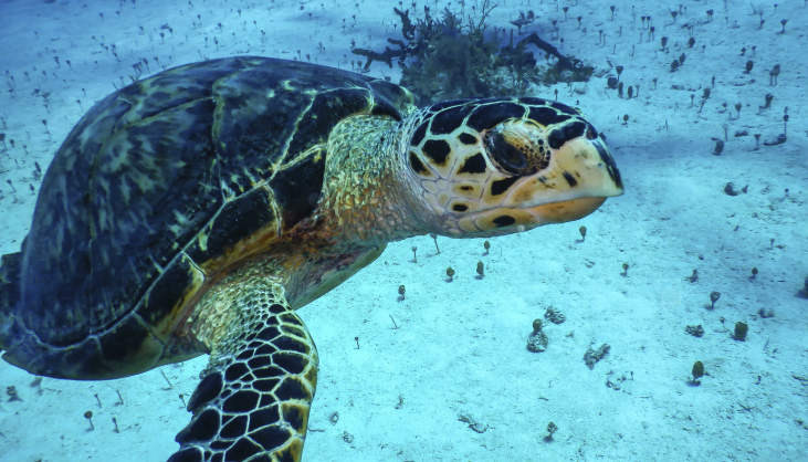 Promotion: Sostenibilità