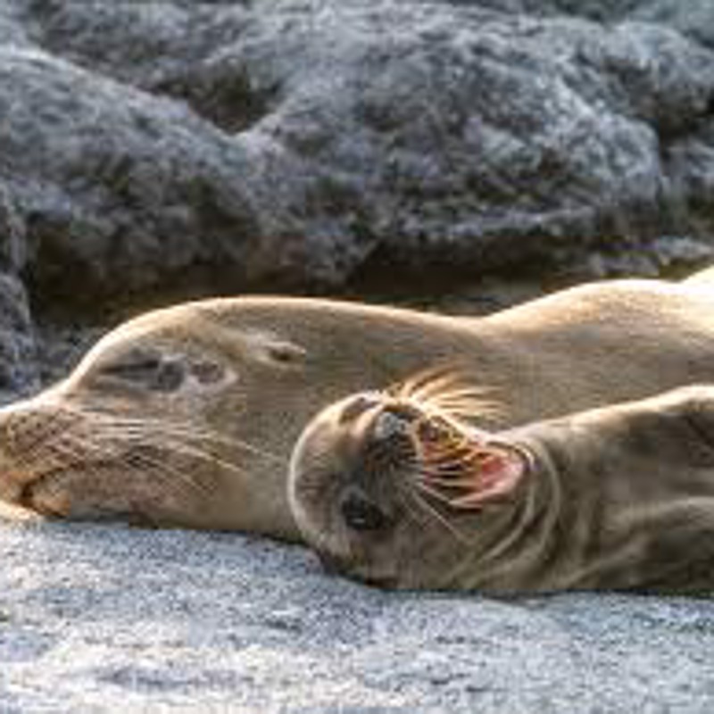 IgluCruise.Application.ViewModels.Shared.WebImageViewModel?.Description
