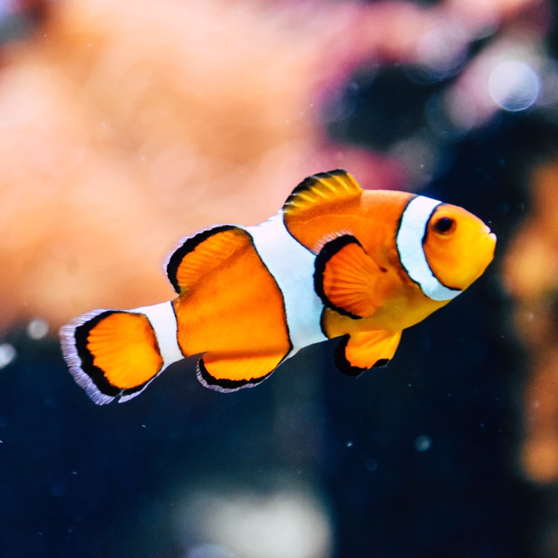 IgluCruise.Application.ViewModels.Shared.WebImageViewModel?.Description