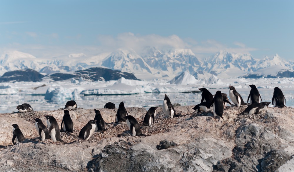 Antarctic Cruise Deals | Antarctic Cruise Holidays | Iglu Cruise