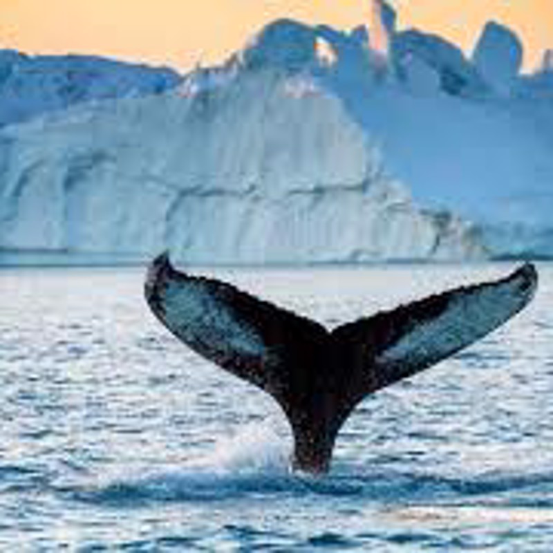 IgluCruise.Application.ViewModels.Shared.WebImageViewModel?.Description