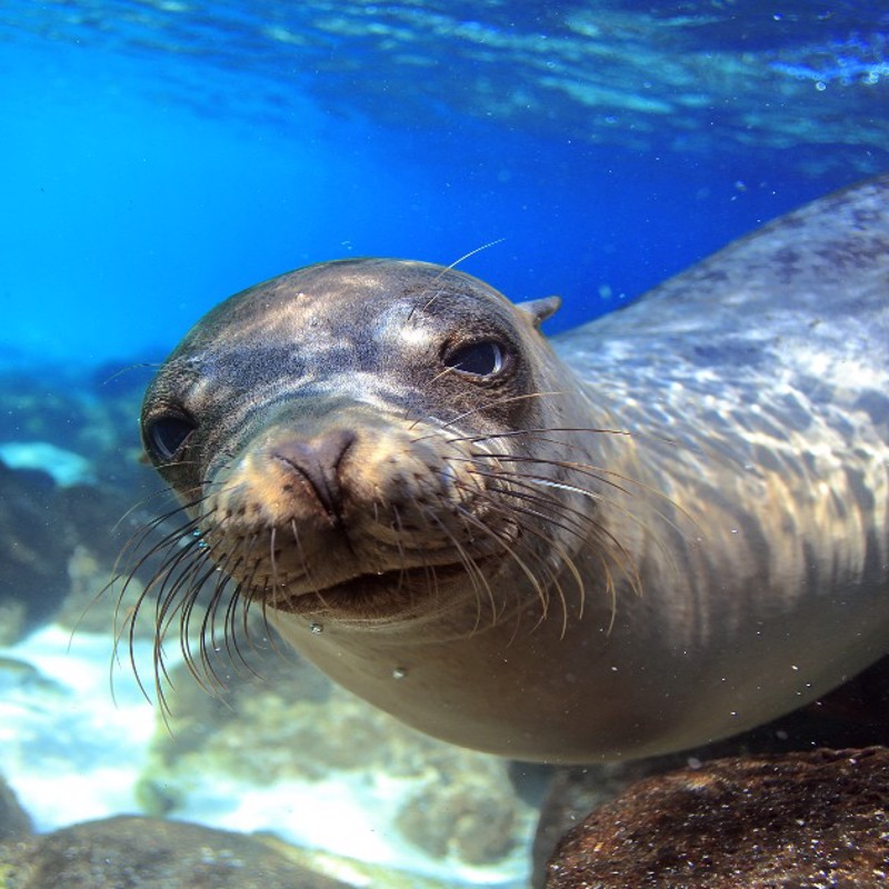 Photo overview of Gbon 