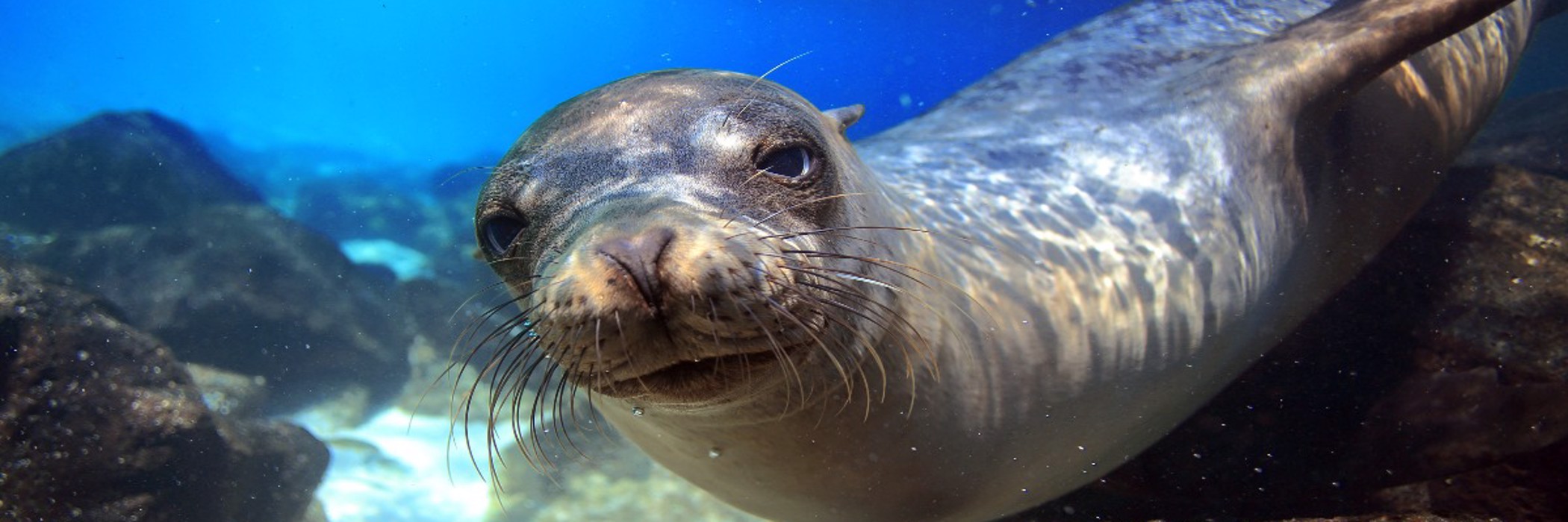 Image related to Galapagos