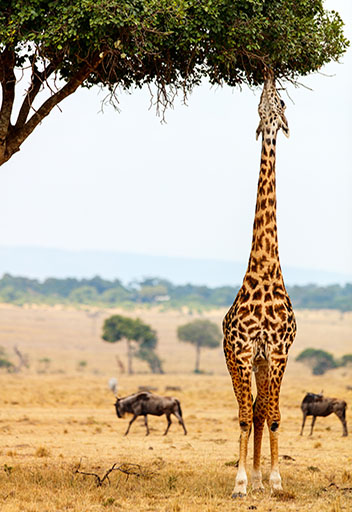 cruise african safari