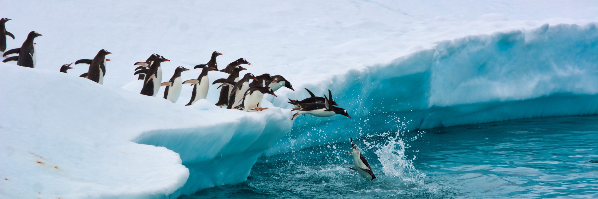 Image related to Antarctic