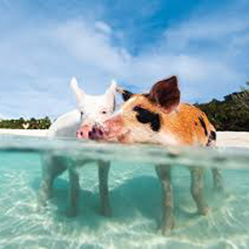 IgluCruise.Application.ViewModels.Shared.WebImageViewModel?.Description