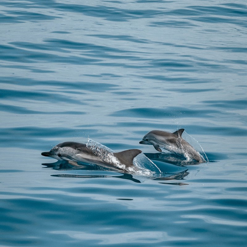 IgluCruise.Application.ViewModels.Shared.WebImageViewModel?.Description