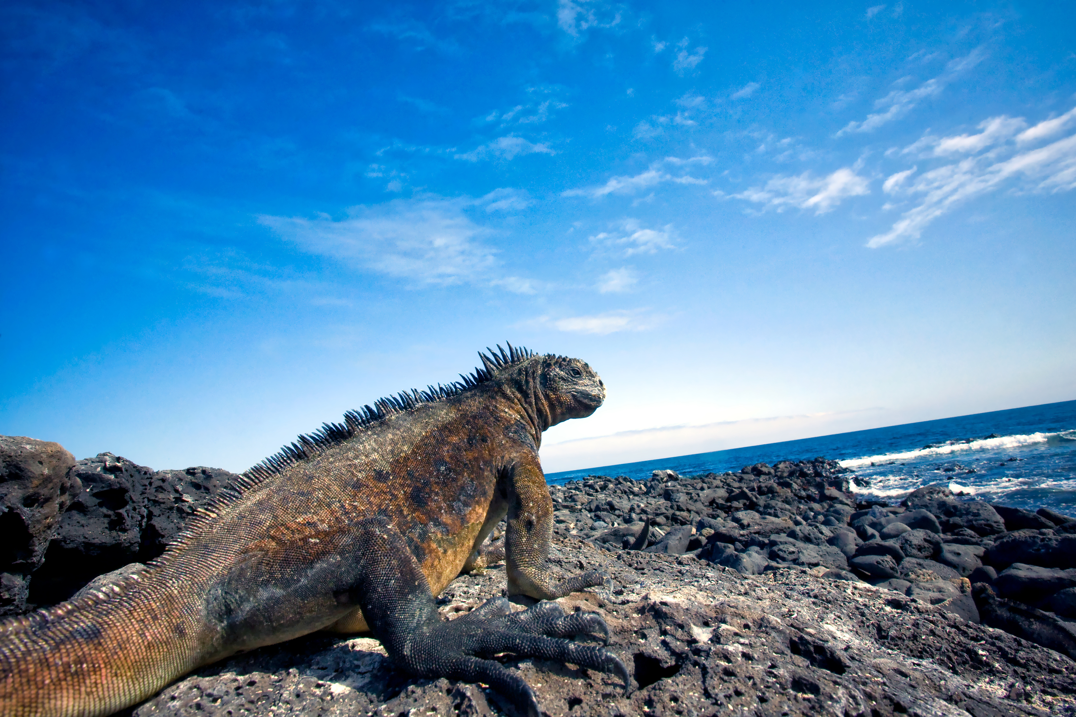 Galapagos cruises