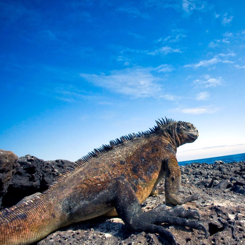 Photo overview of Gbon 