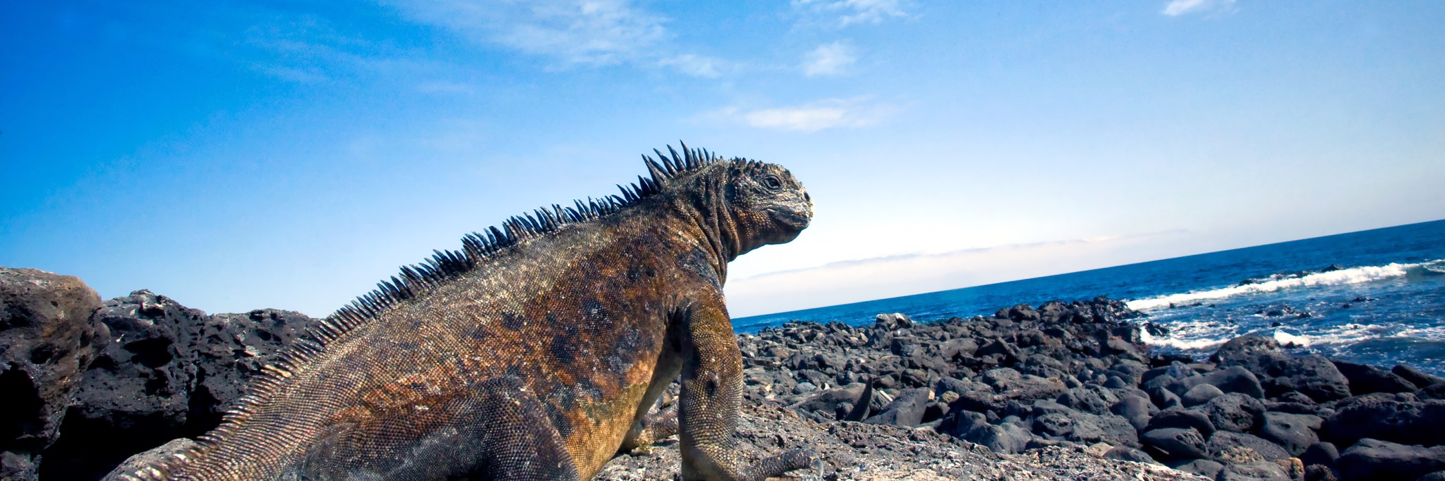 Image related to Galapagos