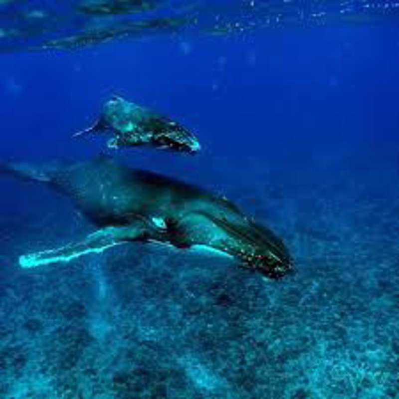 IgluCruise.Application.ViewModels.Shared.WebImageViewModel?.Description